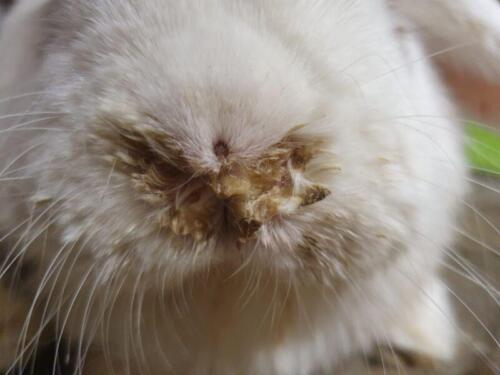 Многих кроликов с заболеванием корней зубов по ошибке лечат от «кроличьей простуды», потому что гной стекает из корня зуба в слезный канал.