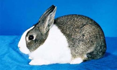 Черно-белый кролик – Датский