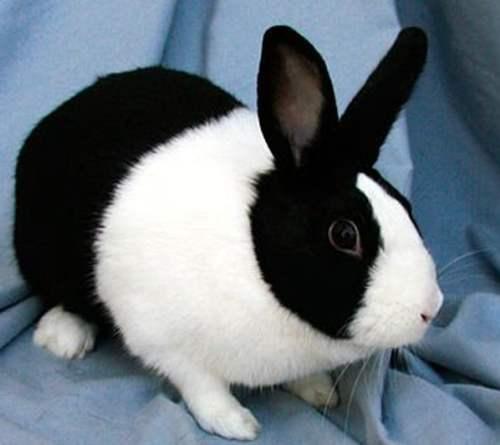Черно-белый кролик – Датский